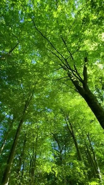 Lush Greenery Nature